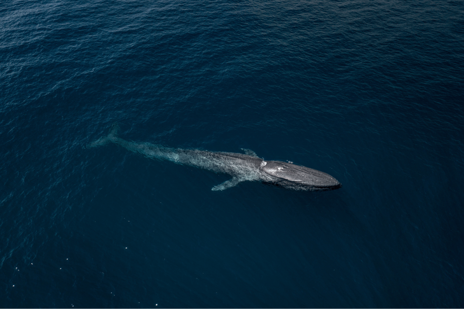 Blue Whale
