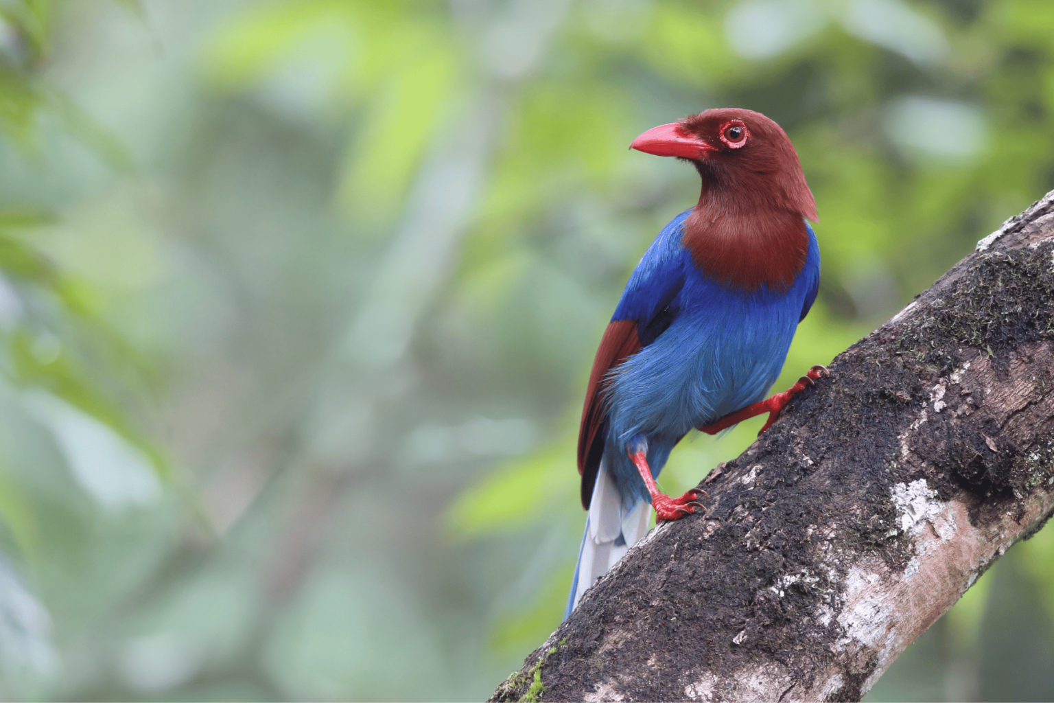Sri Lankan Blue Magpie