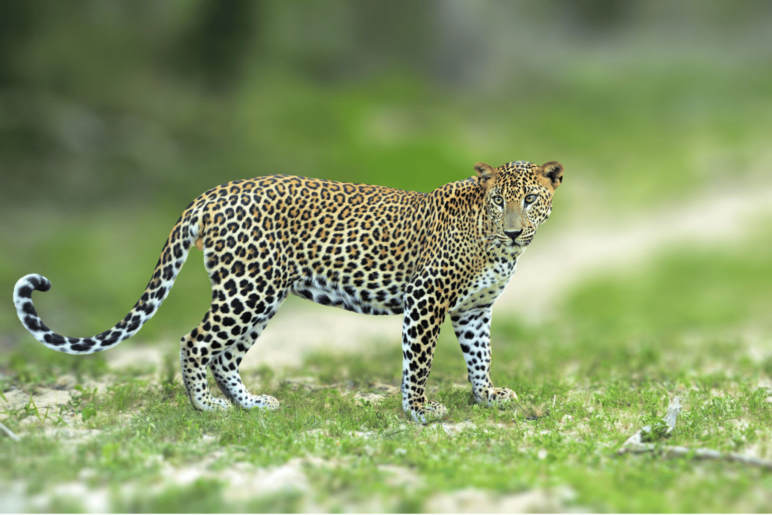Sri Lankan Leopard