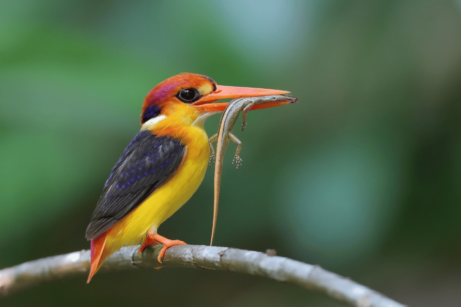 Oriental dwarf Kingfisher
