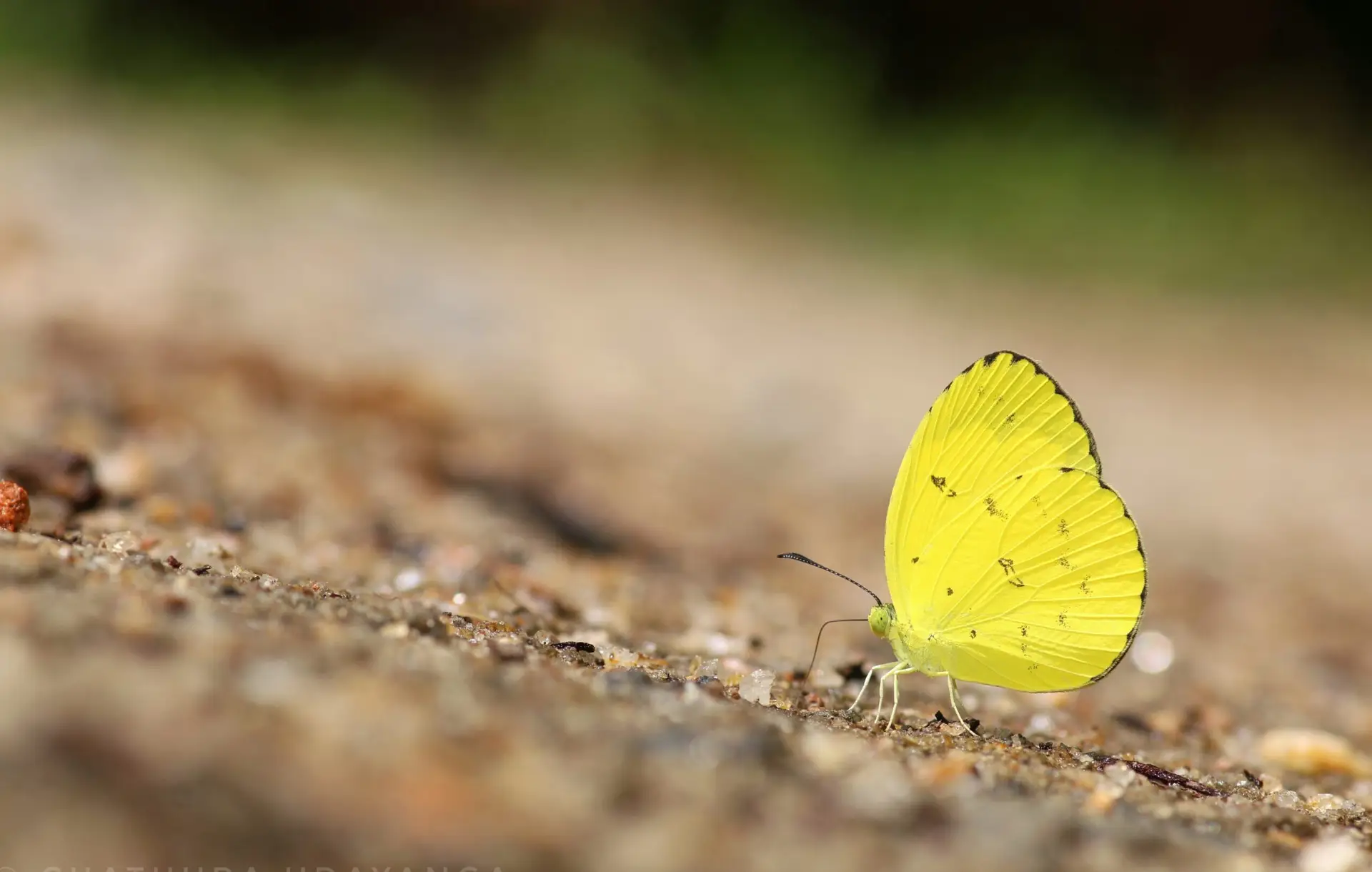 One-spot Grass Yellow (Eurema andersoni ormistoni)