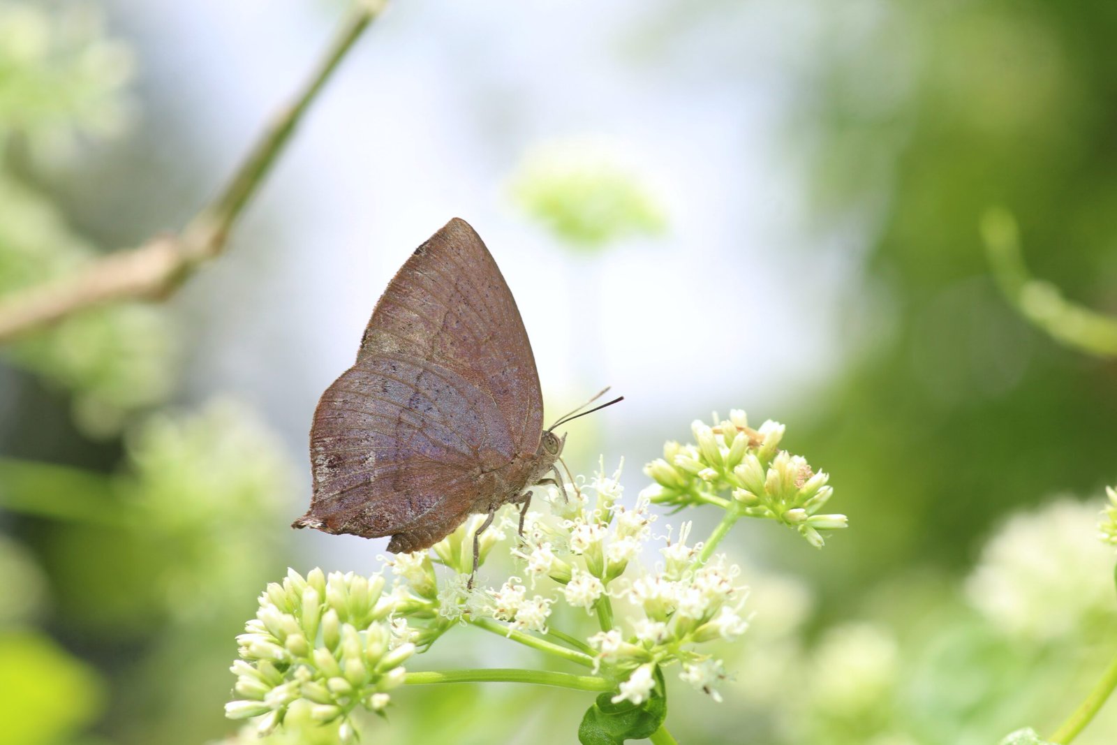 Purple Leaf Blue (Amblypodia anita)