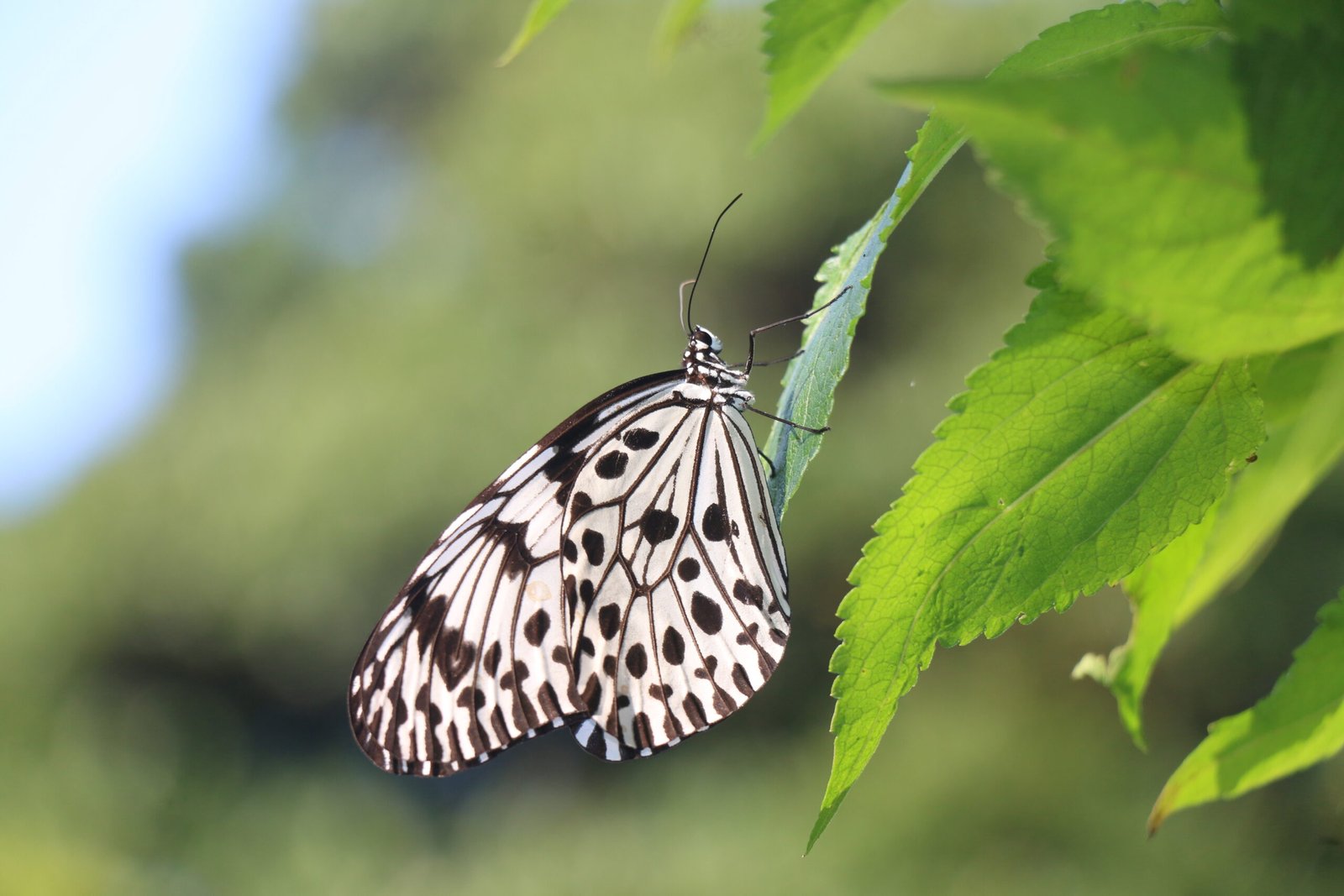 Ceylon Tree Nymph (Idea iasonia)