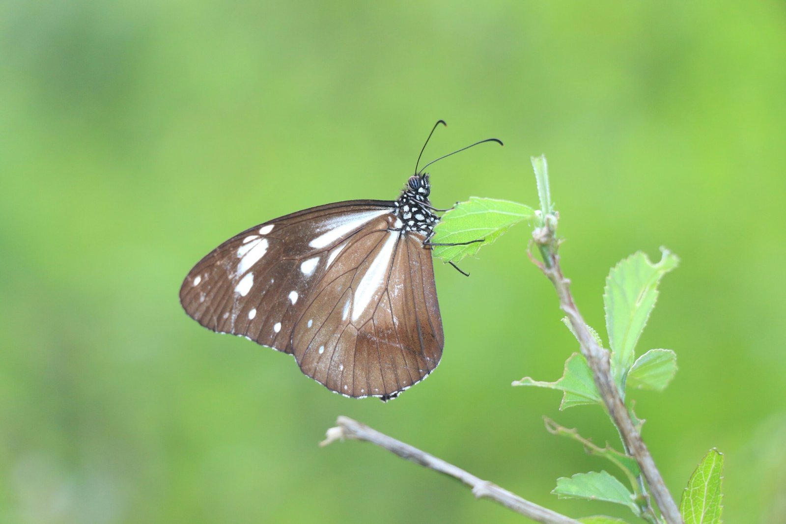Ceylon tiger (Parantica taprobana)