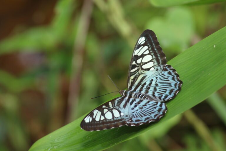 Clipper (Parthenos sylvia) is a vibrant and fast-flying butterfly commonly found in Sri Lanka’s wet zone forests. With its striking blue-green markings and swift, gliding flight, it’s a favorite among butterfly watchers.