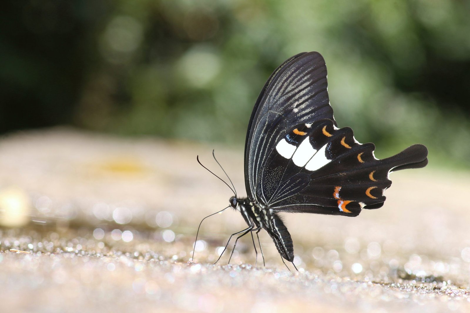 Red Helen Swallowtail (Papilio helenus)