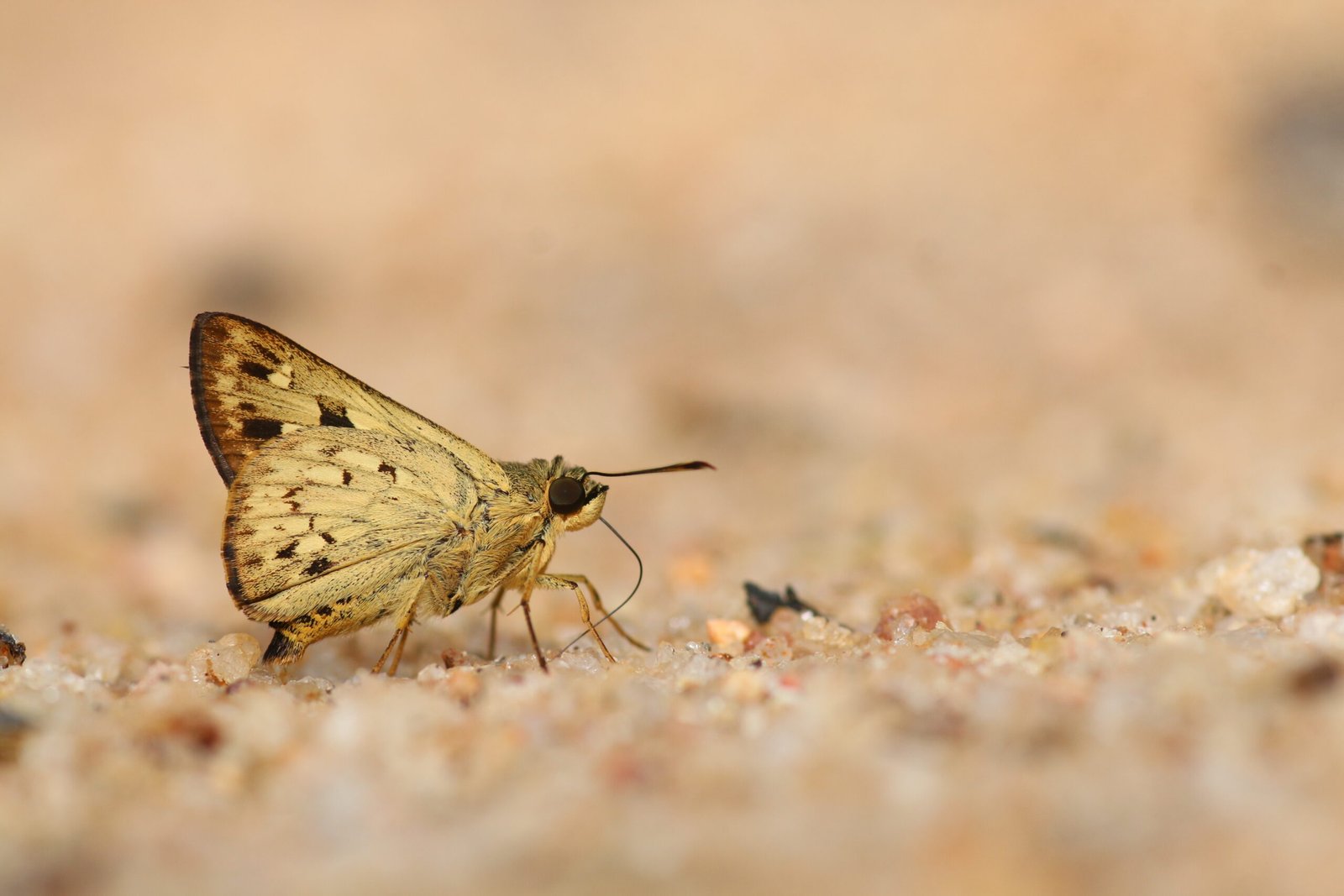 Sri Lankan Decorated Ace (Thoressa decorata)
